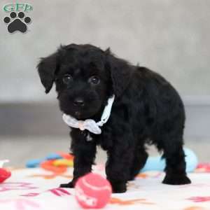 Mason, Schnoodle Puppy