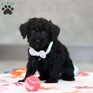 Mason, Schnoodle Puppy