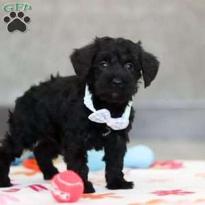 Mason, Schnoodle Puppy