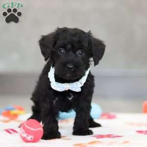 Mason, Schnoodle Puppy