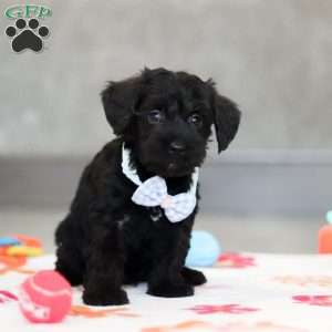 Mason, Schnoodle Puppy