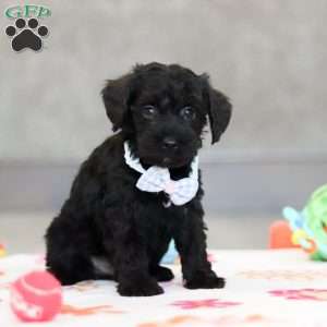 Mason, Schnoodle Puppy