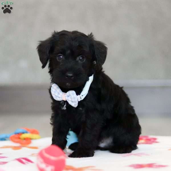 Mason, Schnoodle Puppy