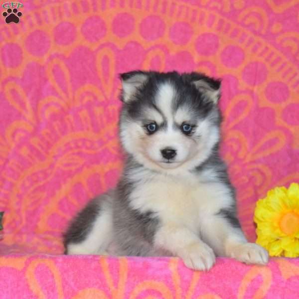 Mason, Pomsky Puppy