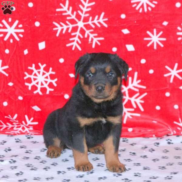 Mason, Rottweiler Puppy