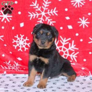 Mason, Rottweiler Puppy