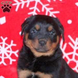 Mason, Rottweiler Puppy