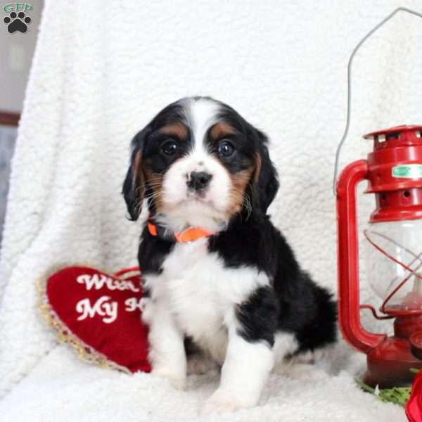 Mason, Miniature Bernese Mountain Dog Puppy