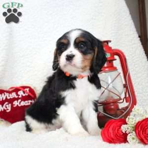 Mason, Miniature Bernese Mountain Dog Puppy