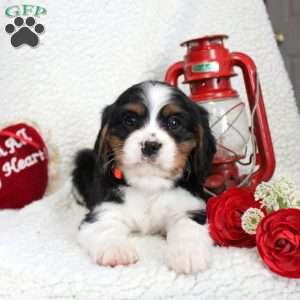 Mason, Miniature Bernese Mountain Dog Puppy