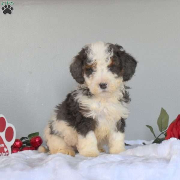 Maurice, Mini Bernedoodle Puppy