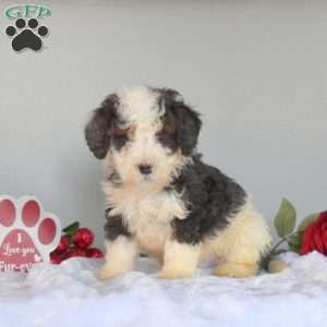 Maurice, Mini Bernedoodle Puppy