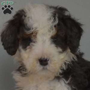 Maurice, Mini Bernedoodle Puppy