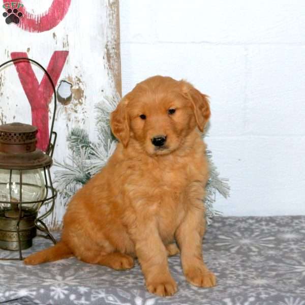 Maverick, Golden Retriever Puppy