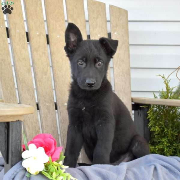 Maverick, German Shepherd Puppy