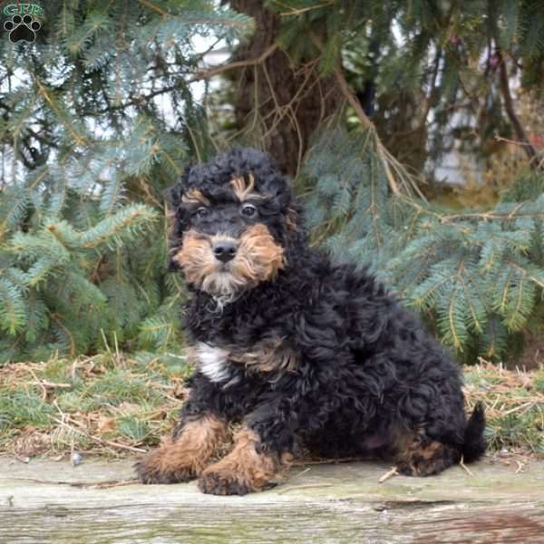 Maverick, Mini Bernedoodle Puppy