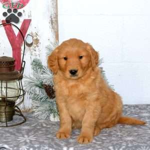 Maverick, Golden Retriever Puppy