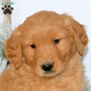 Maverick, Golden Retriever Puppy