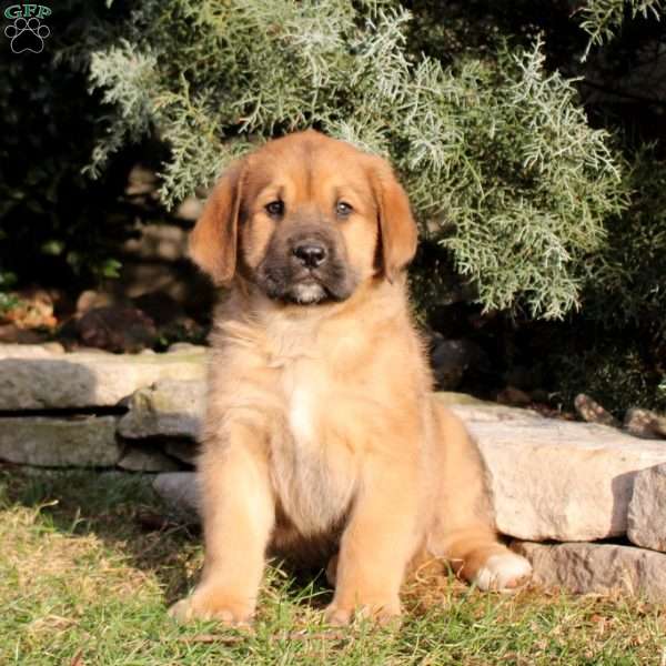 Maverick, Bernese Mountain Dog Mix Puppy