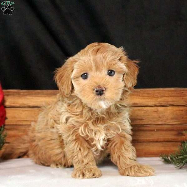 Mavis, Maltipoo Puppy