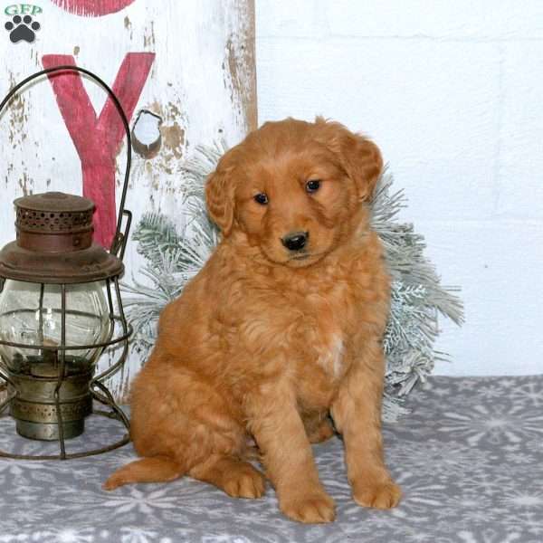 Max, Golden Retriever Puppy