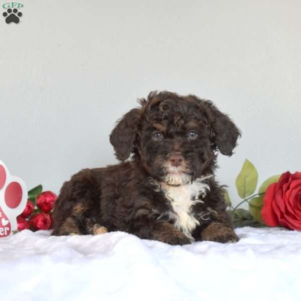 Max, Mini Bernedoodle Puppy