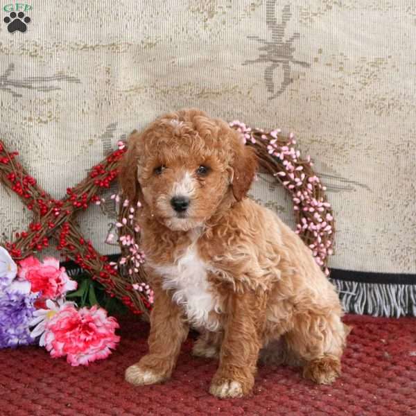 Max, Cavapoo Puppy