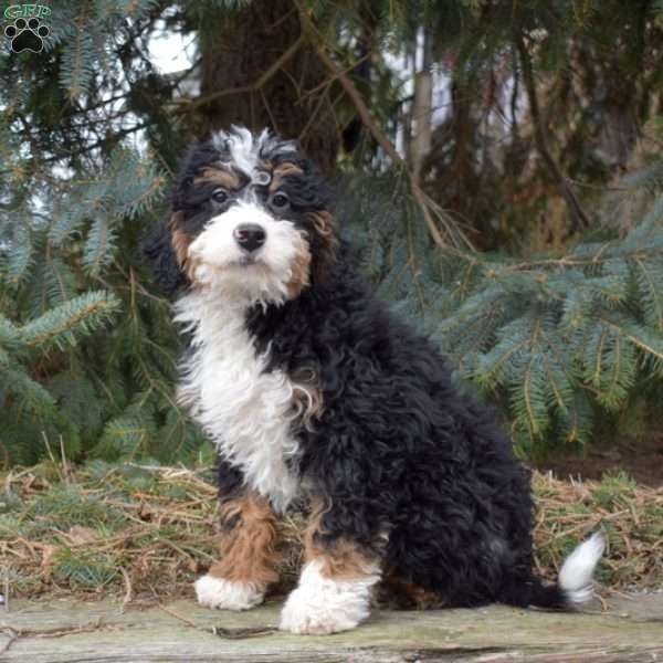 Max, Mini Bernedoodle Puppy