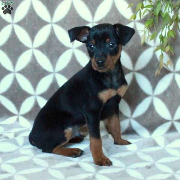 Max, Miniature Pinscher Puppy