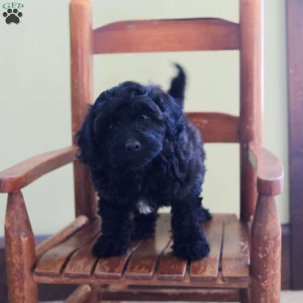 Max, Cavapoo Puppy