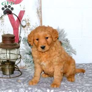 Max, Golden Retriever Puppy