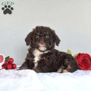 Max, Mini Bernedoodle Puppy