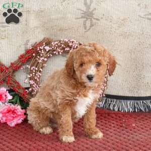 Max, Cavapoo Puppy