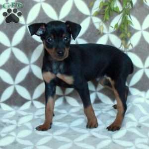 Max, Miniature Pinscher Puppy