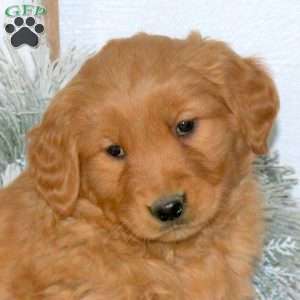 Max, Golden Retriever Puppy