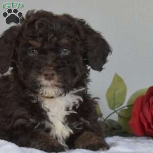 Max, Mini Bernedoodle Puppy