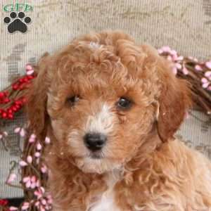 Max, Cavapoo Puppy