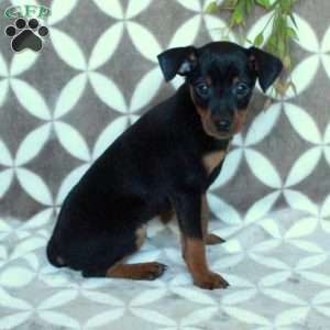 Max, Miniature Pinscher Puppy