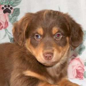 Max, Dachshund Mix Puppy