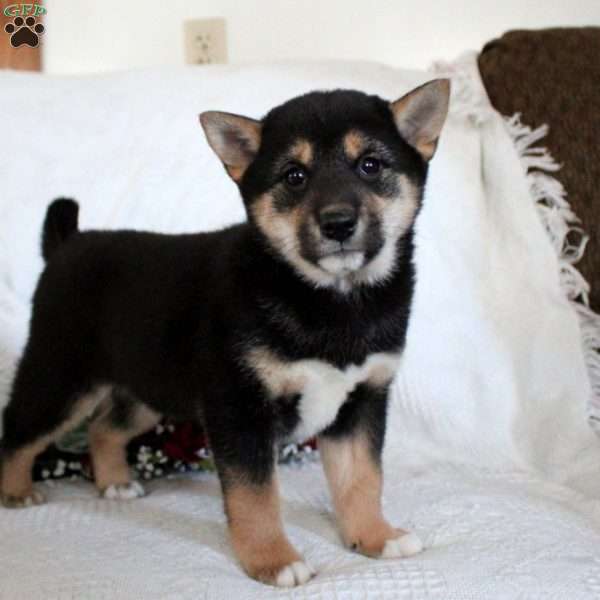 Max, Shiba Inu Puppy