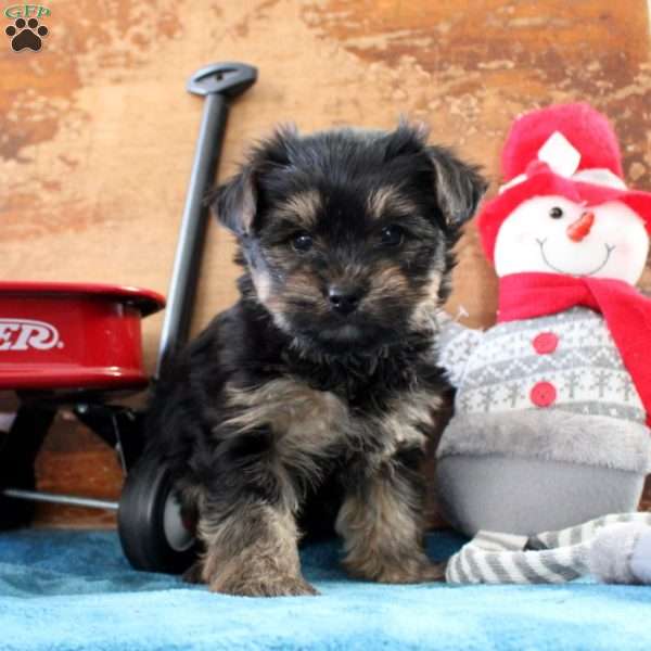 Max, Yorkie Puppy