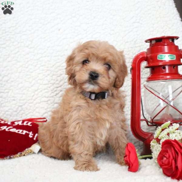 Max, Cavapoo Puppy