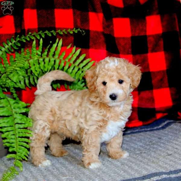 Max, Maltipoo Puppy