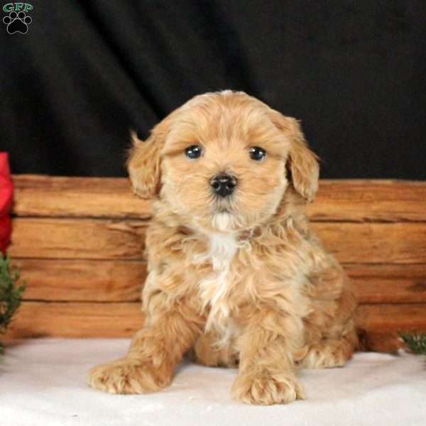 Max, Maltipoo Puppy