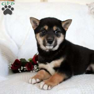 Max, Shiba Inu Puppy