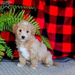 Max, Maltipoo Puppy