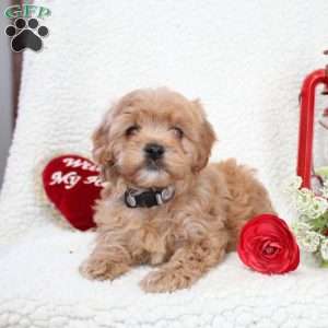 Max, Cavapoo Puppy