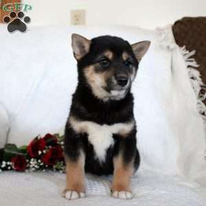 Max, Shiba Inu Puppy