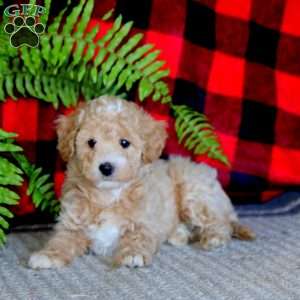 Max, Maltipoo Puppy