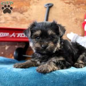 Max, Yorkie Puppy